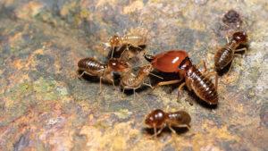 Musim Hujan dan Serangan Rayap: Ancaman Kecil yang Sering Diremehkan